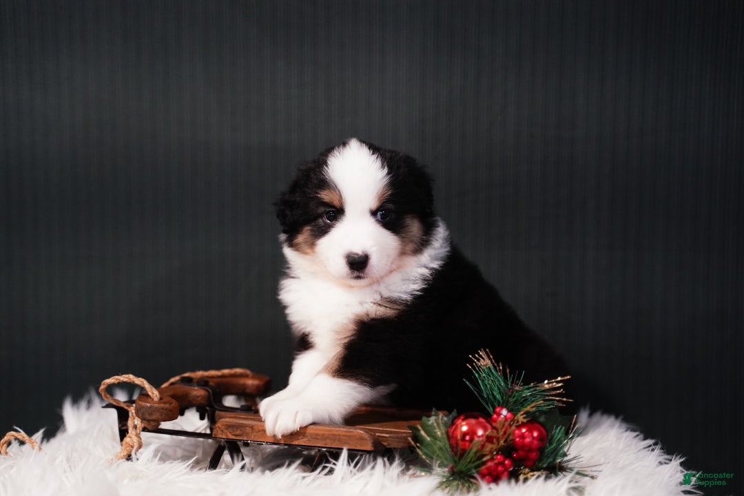 Miniature Australian Shepherd dogs for sale: Domino - Ad 3