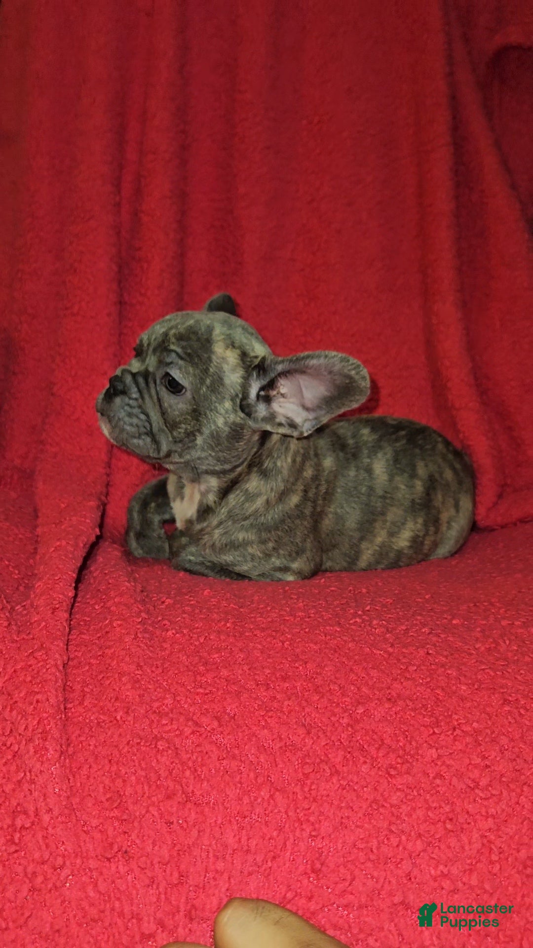 French Bulldog dogs for sale: French Bulldog Puppy 3 - Ad 3
