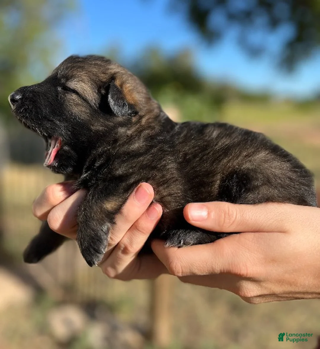 German Shepherd dogs for sale: Silver Sable Male  - Ad 2