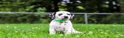Dalmatian dogs for sale: Tami - Ad 4