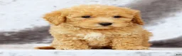 Bichpoo dogs for sale: Evan - Ad 7