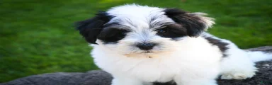 Libby Havanese 