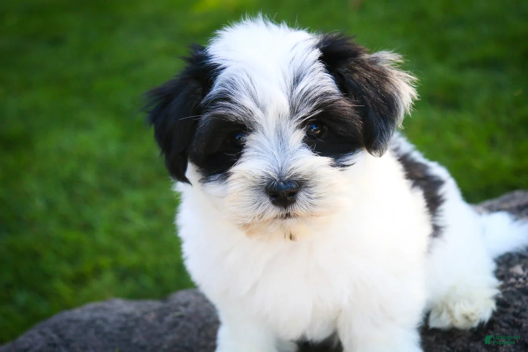 Havanese dogs for sale: Libby Havanese  - Ad 1