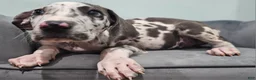 Great Dane dogs for sale: Blue Harlequin - Ad 5