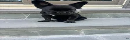 French Bulldog dogs for sale: Fluffy French bulldog - Ad 6