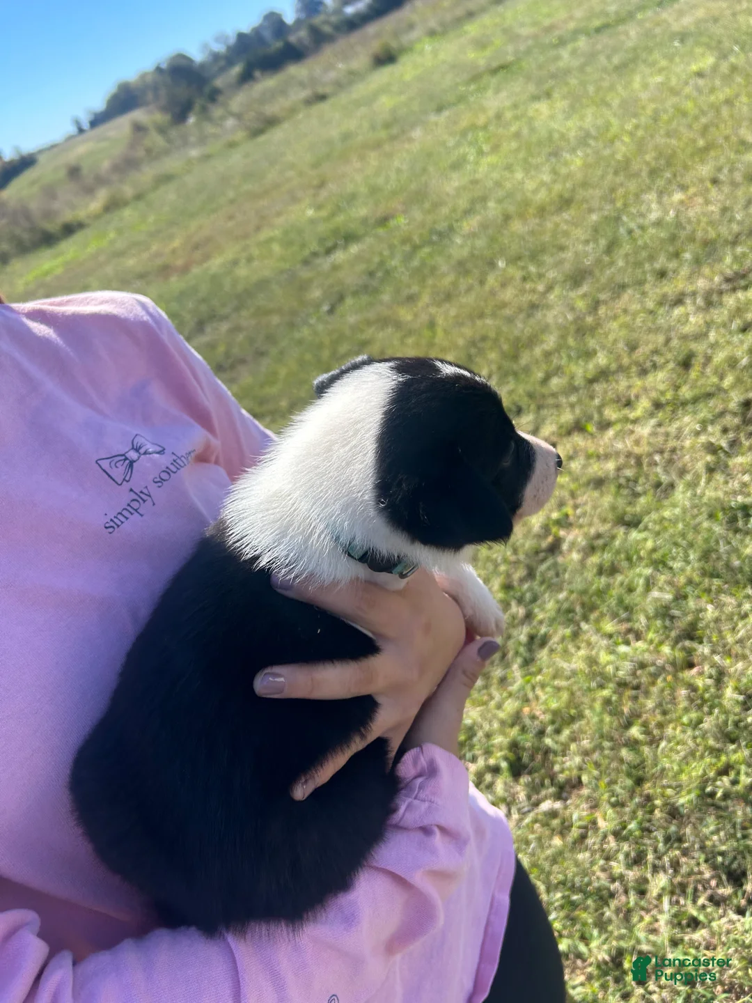 Border Collie dogs for sale: Border Collie Puppy 4 - Ad 2
