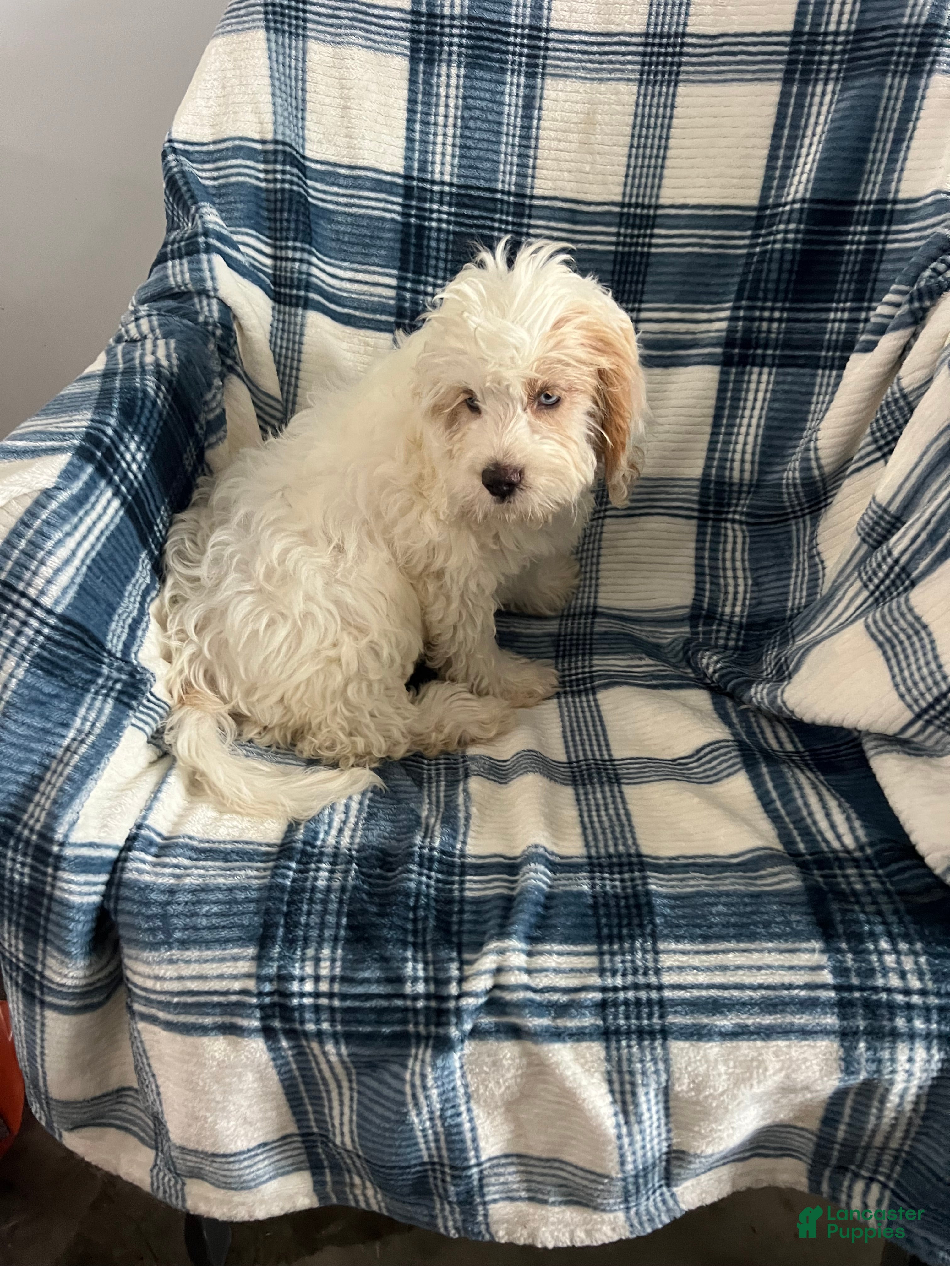 Cavapoo dogs Scotty Boy-Cavapoo  - Ad 2