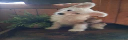 Chinese Crested dogs for sale: Chinese Crested 1 - Ad 2