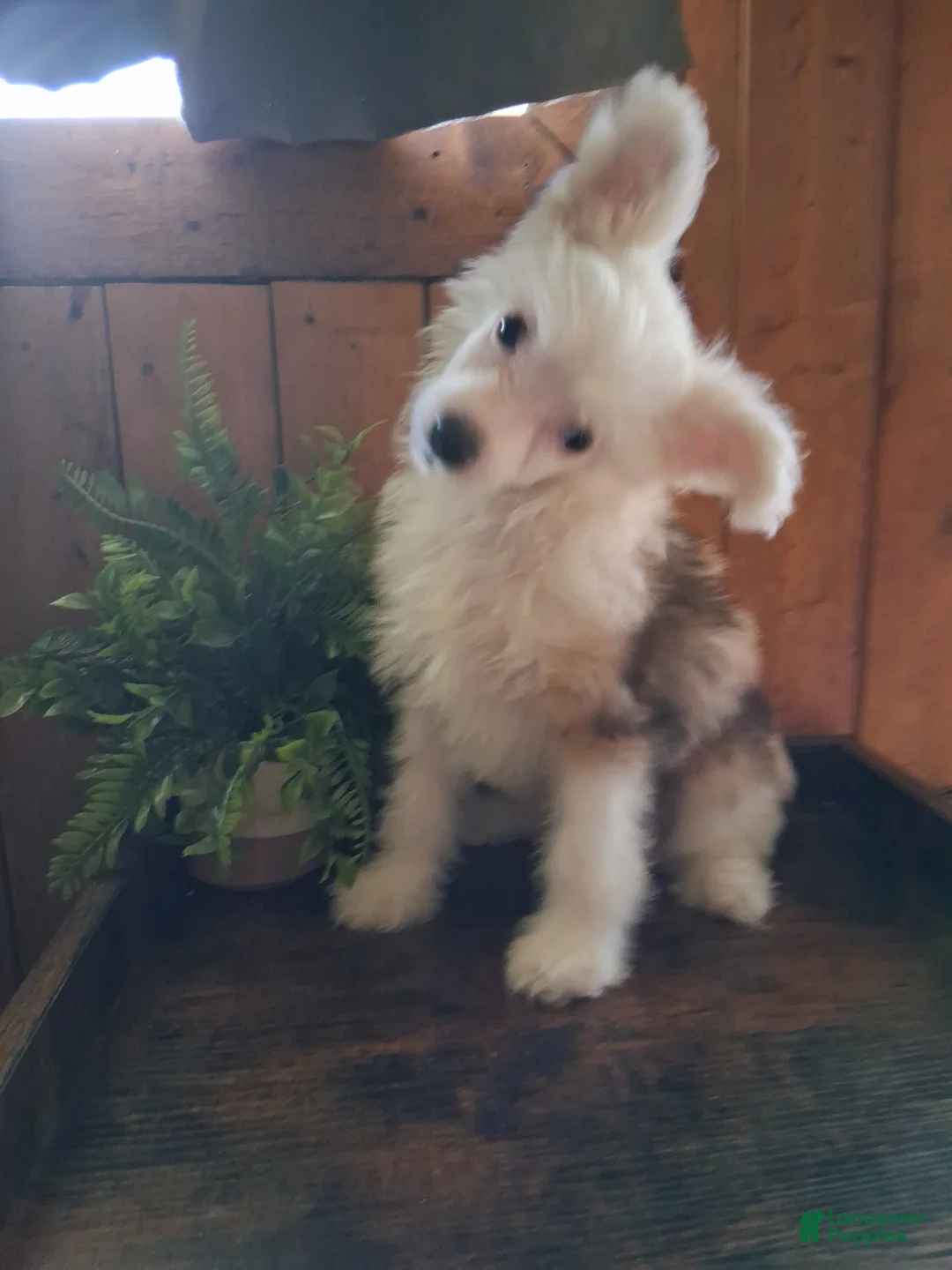 Chinese Crested dogs for sale: Chinese Crested 1 - Ad 2