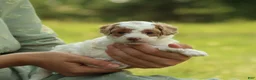 Bichpoo dogs for sale: Raleigh - Ad 5