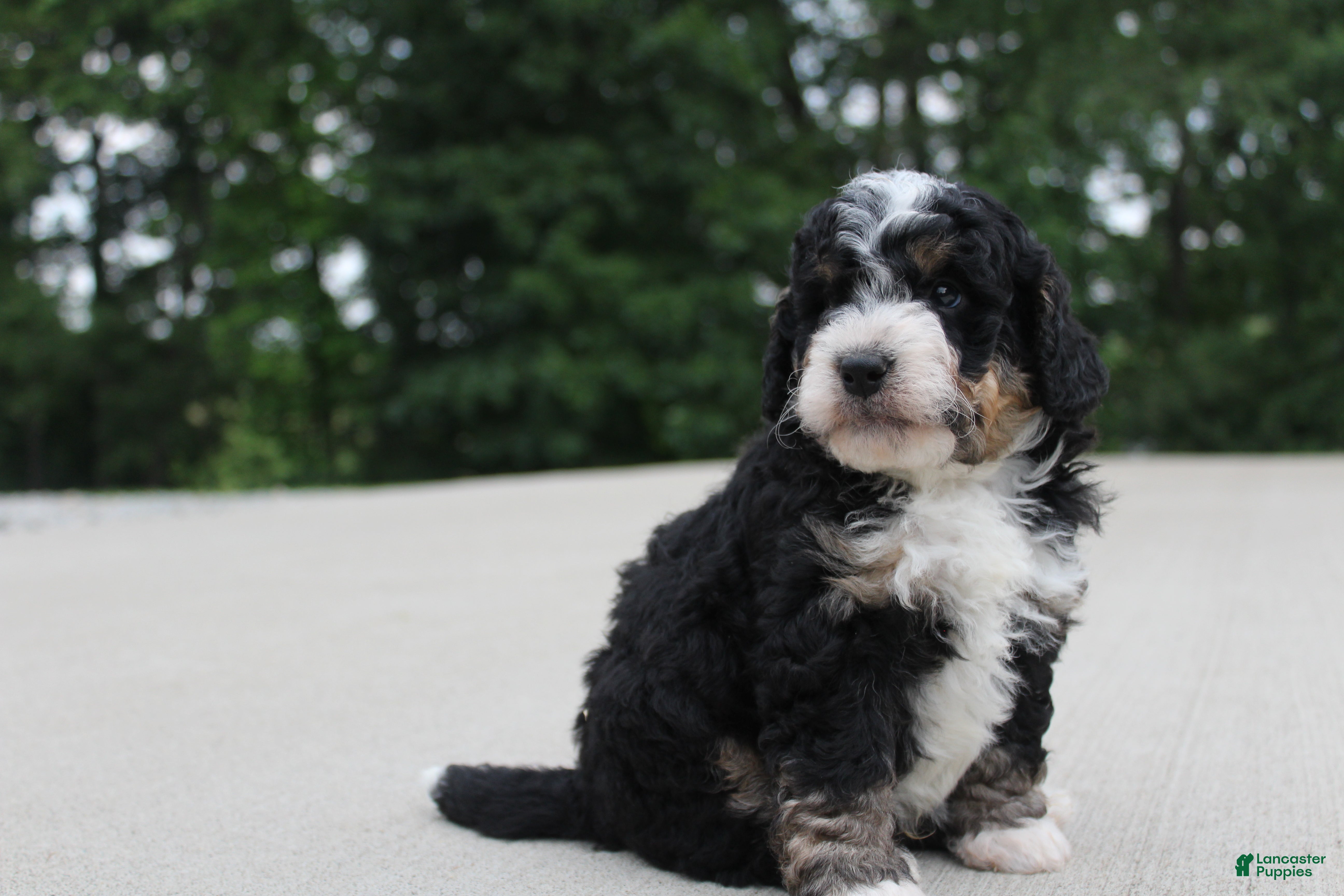 Mini Bernedoodle dogs BO - Ad 1