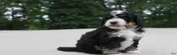 Mini Bernedoodle dogs for sale: BO - Ad 3