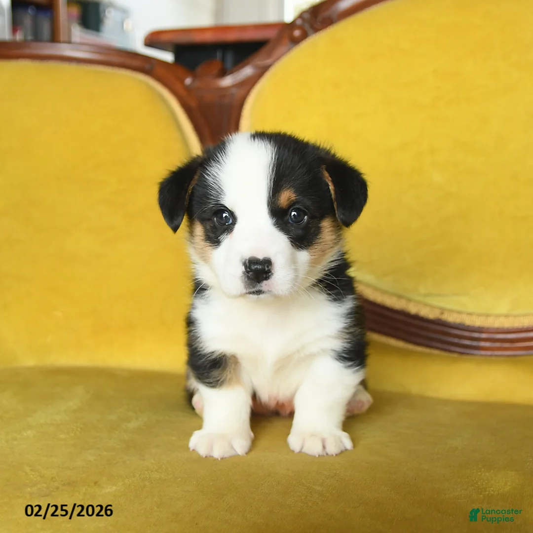 Welsh Corgi Pembroke dogs for sale: Titus - Ad 5