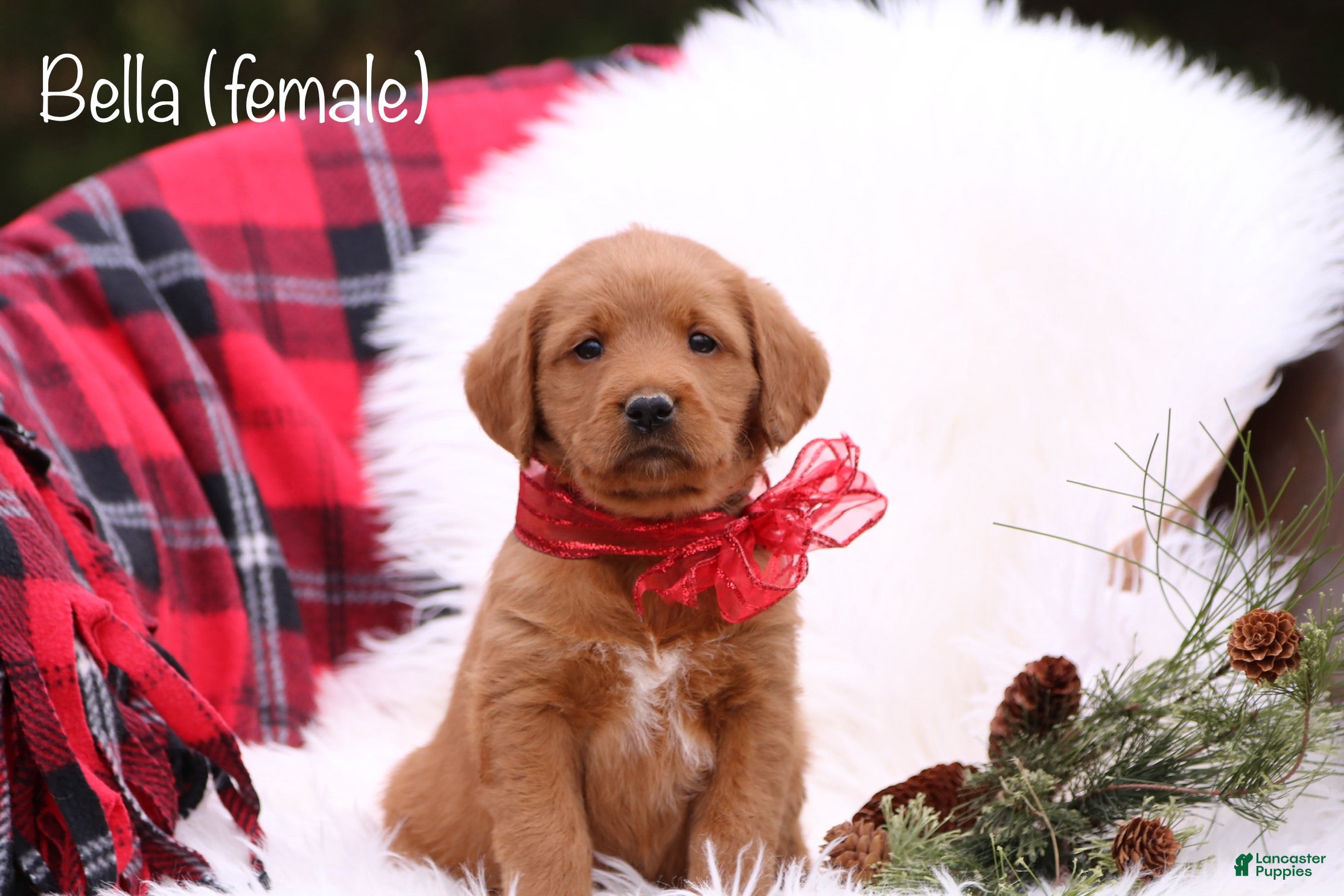 Labradoodle dogs Bella - Ad 27