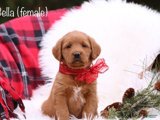 Labradoodle dogs Bella - Ad 10