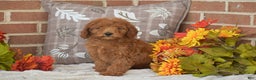 Toy Poodle dogs for sale: Tessa - Ad 1