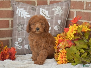 Toy Poodle dogs Tessa - Ad 7