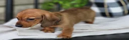Miniature Dachshund dogs for sale: Butterscotch 💞 - Ad 3