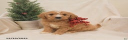 Goldendoodle dogs for sale: Moose - Ad 2