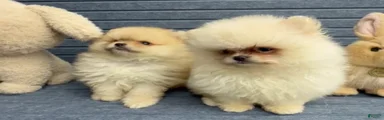 Pomeranian regalo
