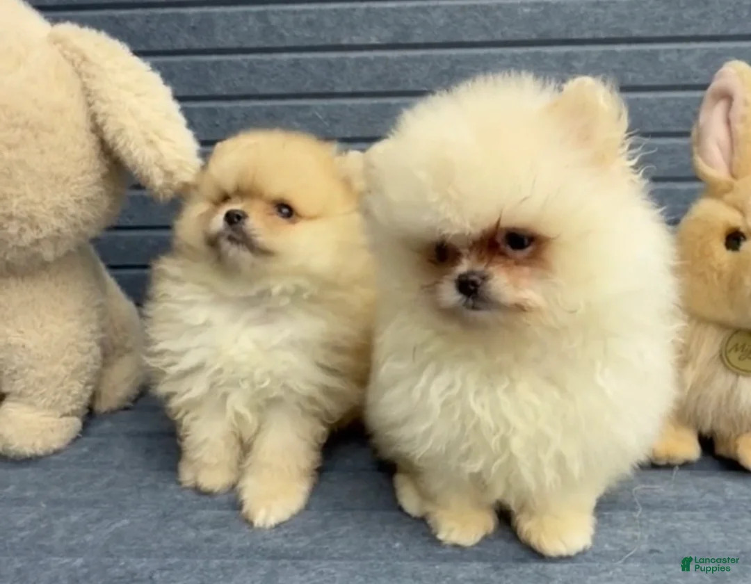Pomeranian dogs for sale: Pomeranian regalo - Ad 1