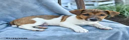 Jack Russell Terrier dogs for sale: Nolan - Ad 2