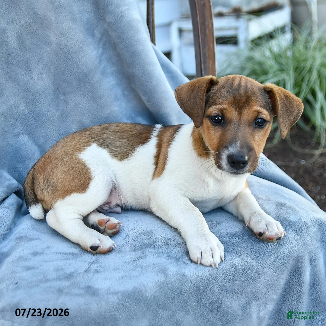 Jack Russell Terrier dogs for sale: Nolan - Ad 2
