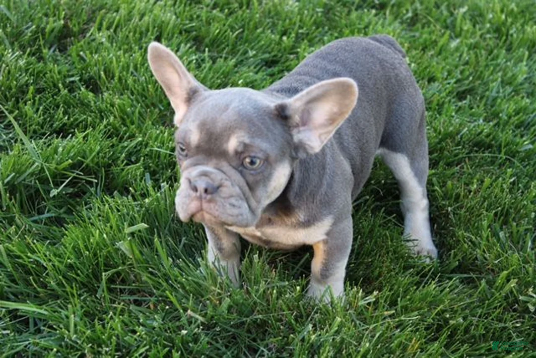 French Bulldog dogs for sale: Sarah - Ad 1