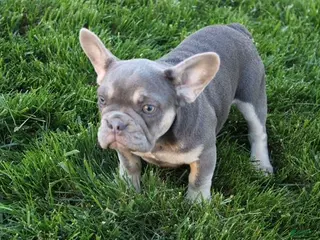 French Bulldog dogs for sale: Sarah - Ad 2