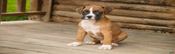 Boxer dogs for sale: Russel - Ad 1