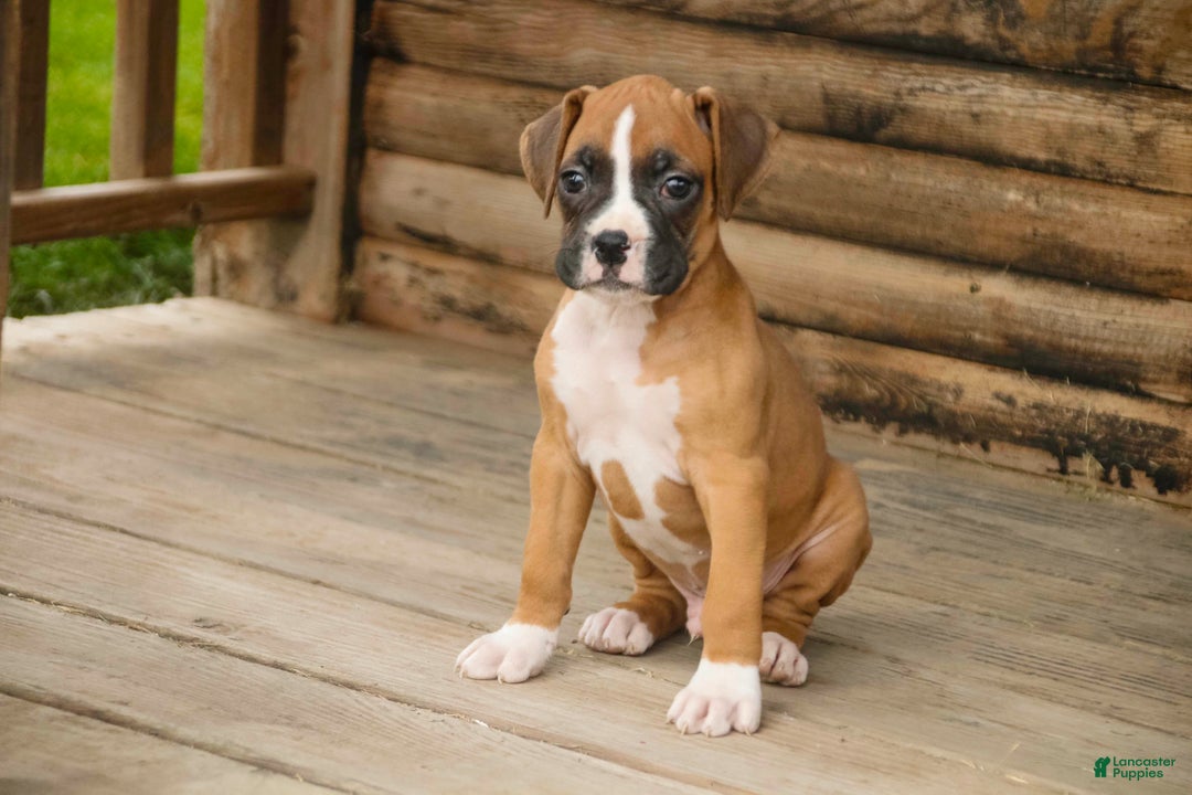 Boxer dogs for sale: Russel - Ad 1