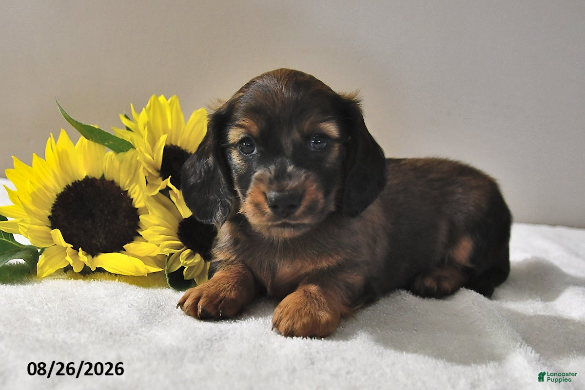Miniature Dachshund dogs Cody  - Ad 2