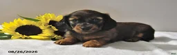 Miniature Dachshund dogs for sale: Cody  - Ad 2