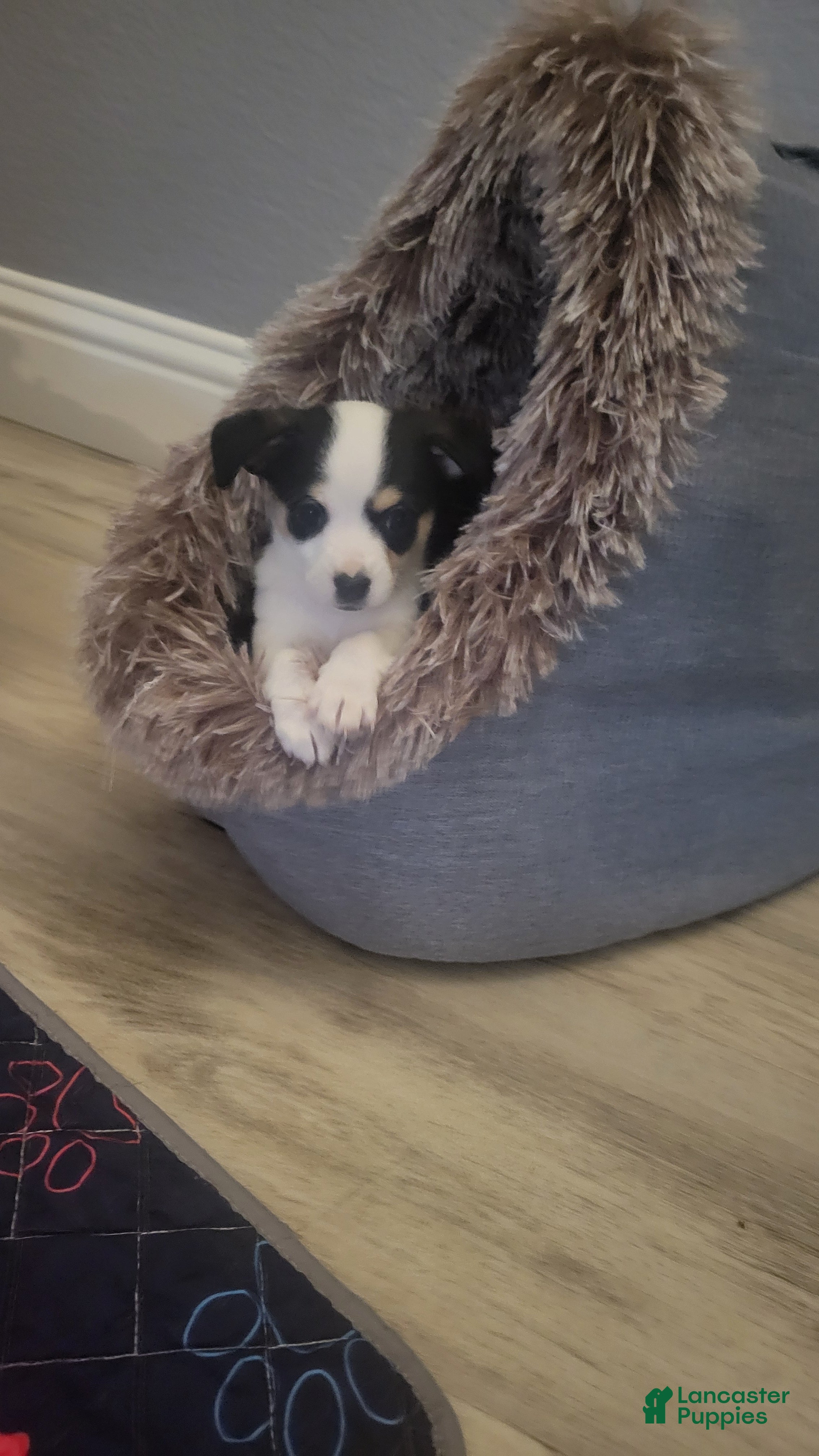 Chihuahua dogs Snoopy - Ad 32