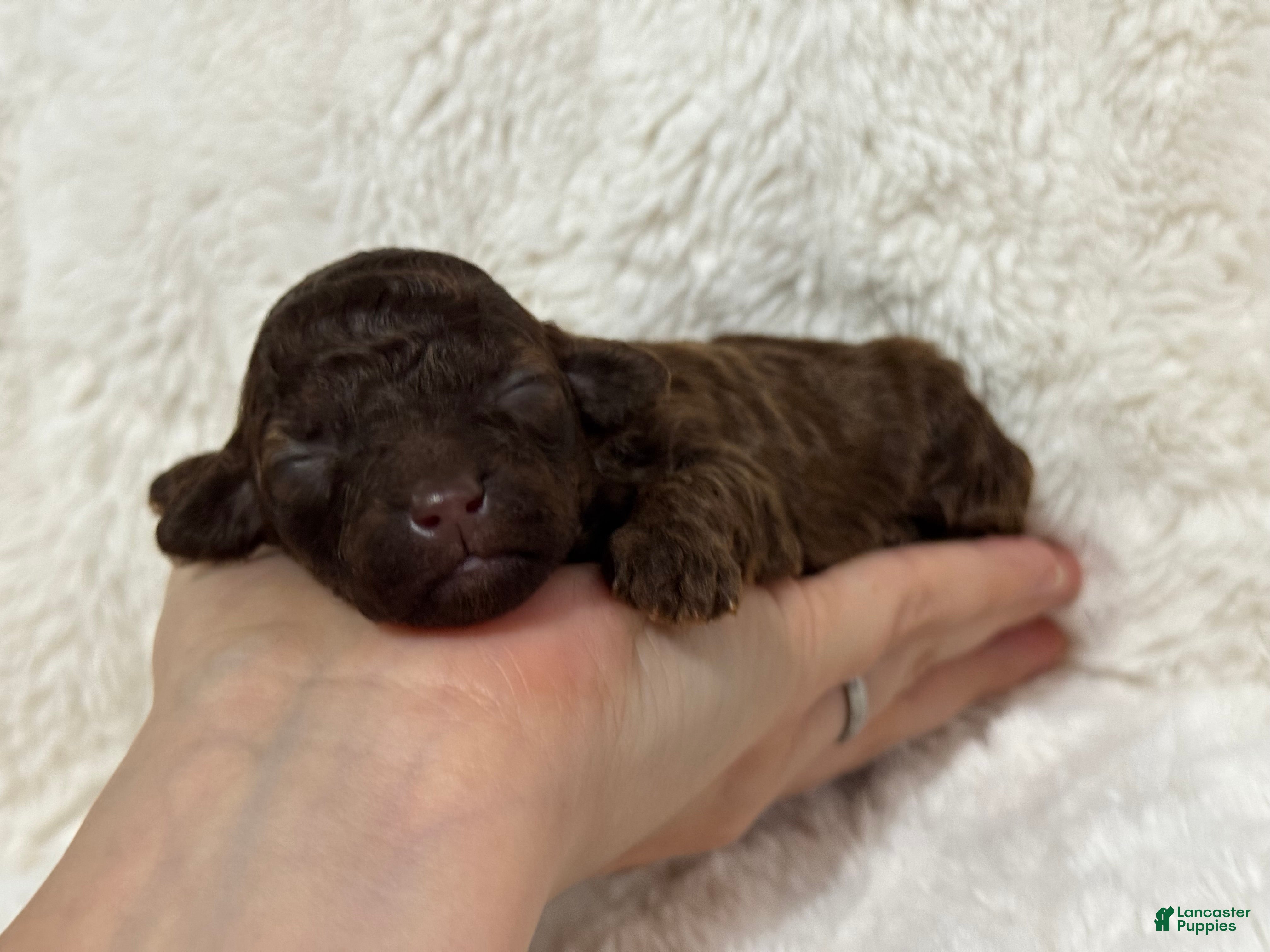 Toy Poodle dogs Elsie - Ad 14