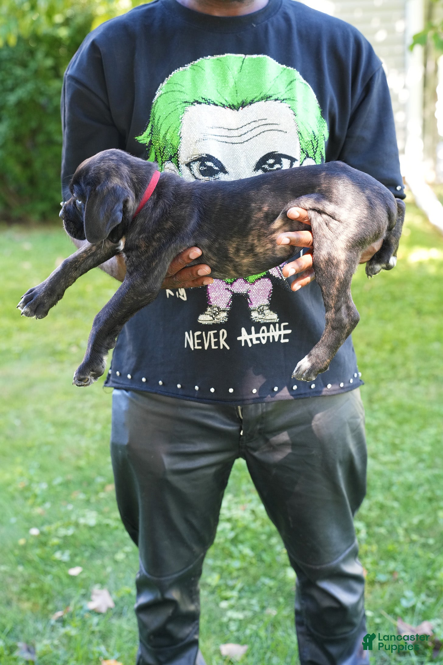 Cane Corso dogs Harley Quinn  - Ad 2