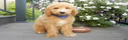 Mini Goldendoodle dogs for sale: Mason (medium) - Ad 3