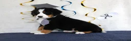Bernese Mountain Dog dogs for sale: Major - Ad 3