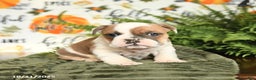 Mixed Breed dogs for sale: Marco - Ad 1