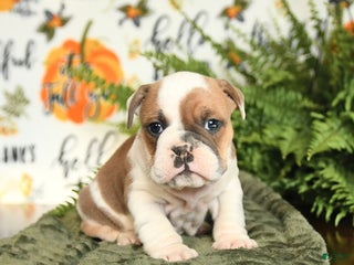 Mixed Breed dogs Marco - Ad 28