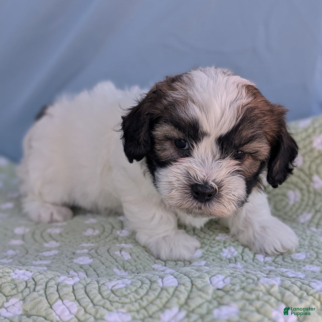 Teddy Bear dogs for sale: Marshmallow - Ad 4