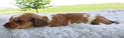 Miniature Dachshund dogs for sale: Miniature Dachshund 3 - Ad 3