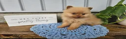 Pomeranian dogs for sale: Marvin - Ad 3