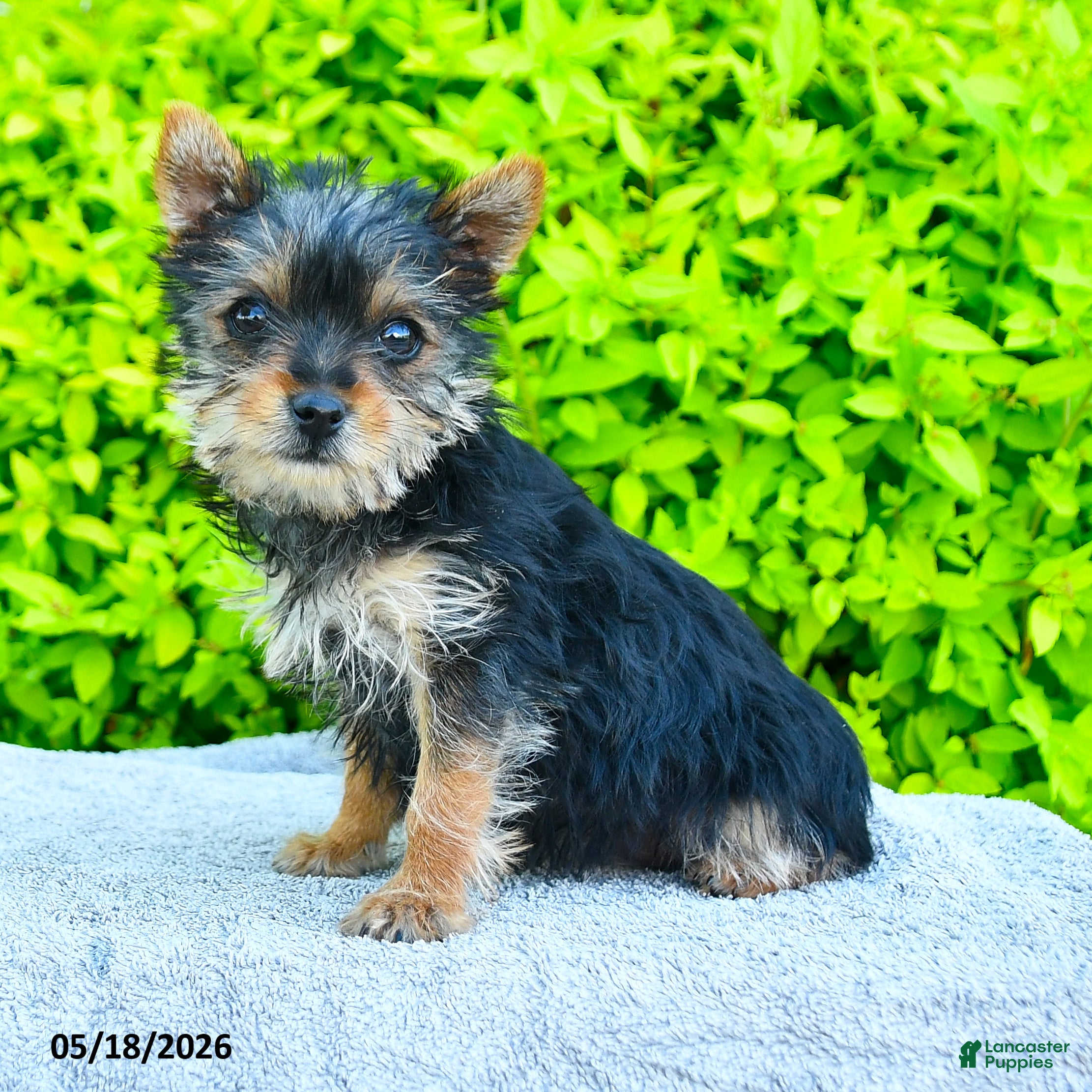 Yorkshire Terrier dogs Trixie - Ad 1