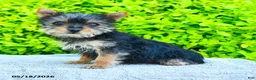 Yorkshire Terrier dogs for sale: Trixie - Ad 1