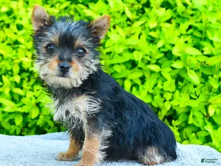Yorkshire Terrier dogs for sale: Trixie - Ad 3