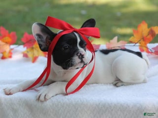 French Bulldog dogs - Ad 41