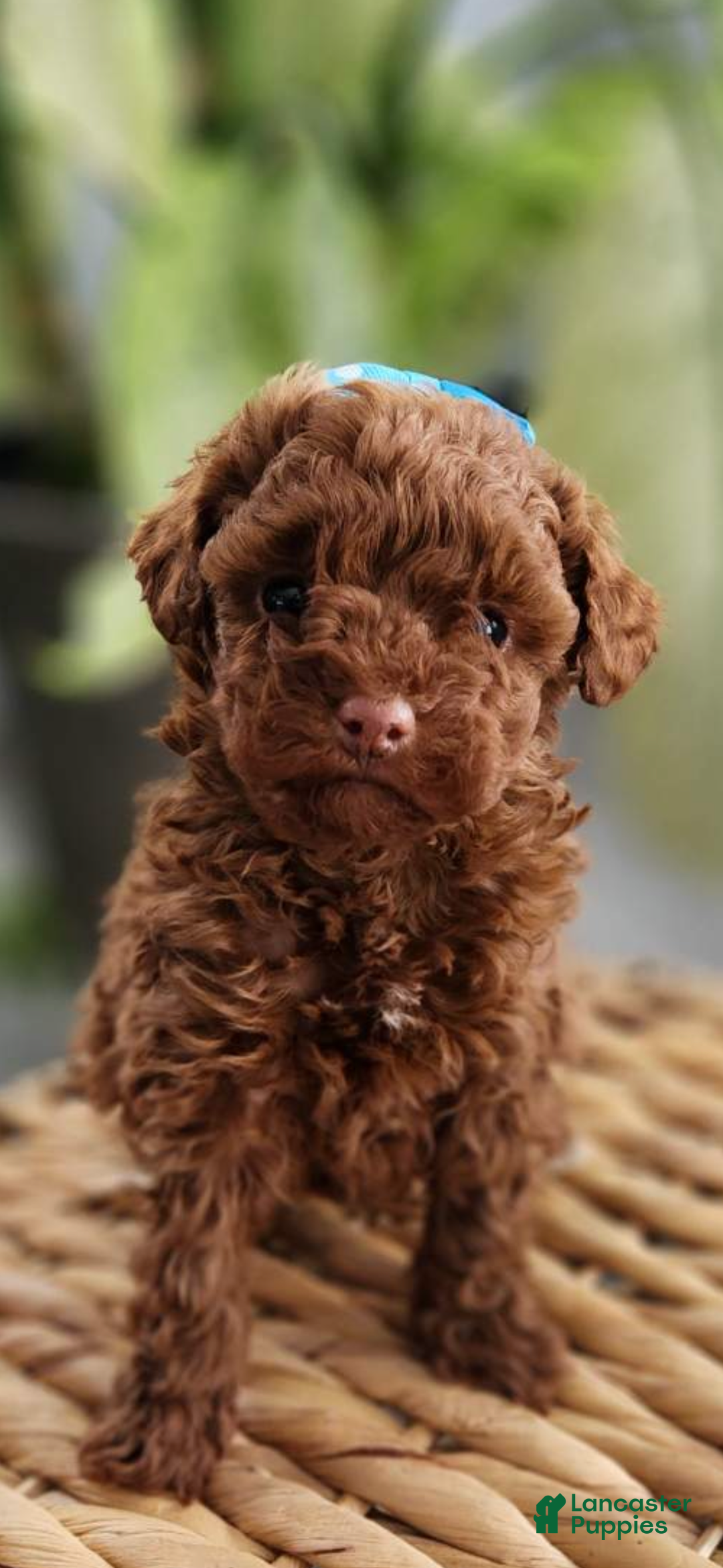 Toy Poodle dogs for sale: Cody -AKC GENETICALLY TESTED TOY POODLE - Ad 5