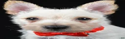 Cairn Terrier dogs for sale: Asher - Ad 8