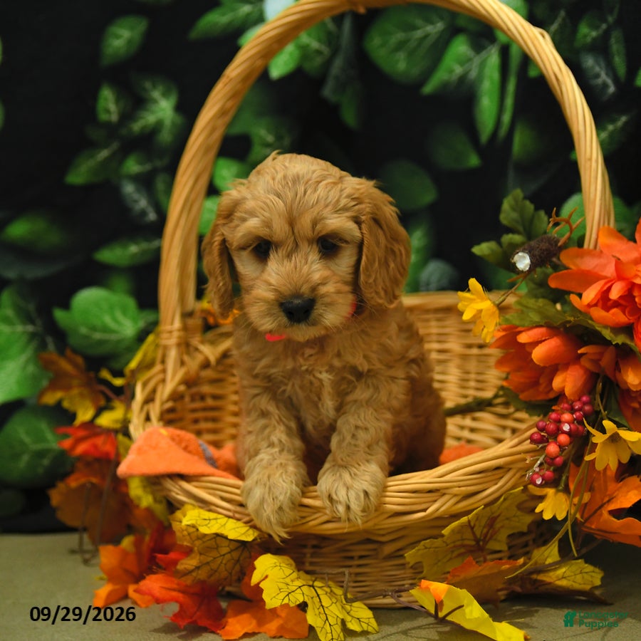Cockapoo dogs Stacy  - Ad 2